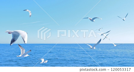 在海上的海鷗飛行 120053317