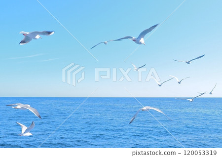 Seagull flying above the sea 120053319