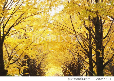 Autumn leaves: Ginkgo landscape Autumn leaves: Ginkgo landscape 120053404