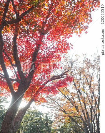 Autumn leaves: Landscape with maple leaves 120053519