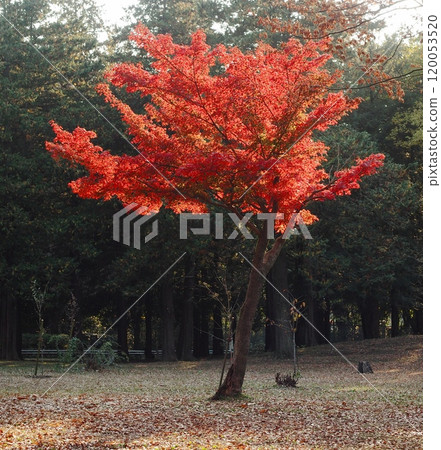 Autumn leaves: Landscape with maple leaves 120053520