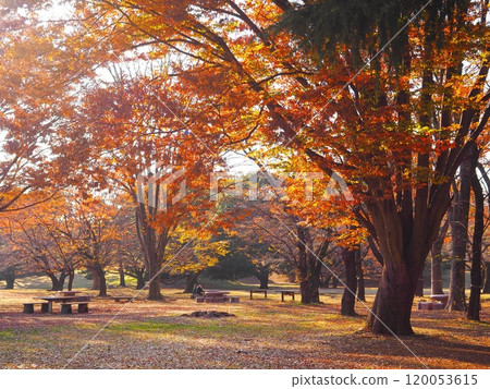 Autumn leaves: Ginkgo landscape Autumn leaves: Ginkgo landscape 120053615