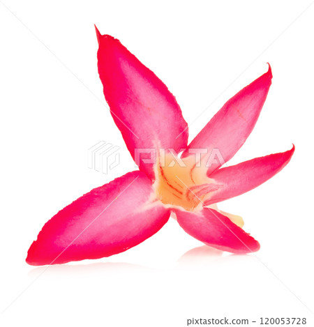 flower desert rose ro pink bigononia isolated on white background 120053728