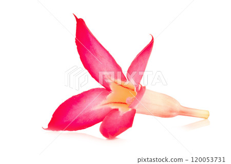 flower desert rose ro pink bigononia isolated on white background flower desert rose ro pink bigononia isolated on white background 120053731