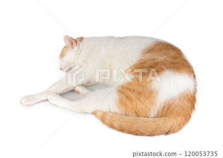 animal cat white orange isolated on white background 120053735