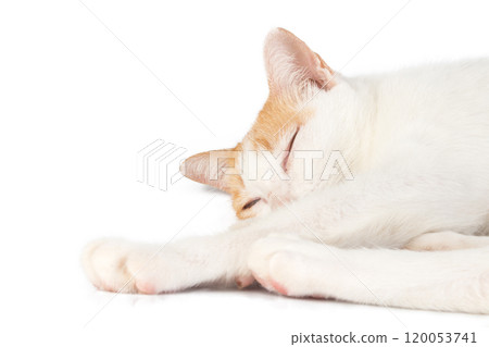 animal cat white orange isolated on white background animal cat white orange isolated on white background 120053741