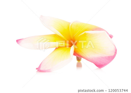frangipani. plumeria. temple tree. graveyard tree. flower. isolated on white background frangipani. plumeria. temple tree. graveyard tree. flower. isolated on white background 120053744