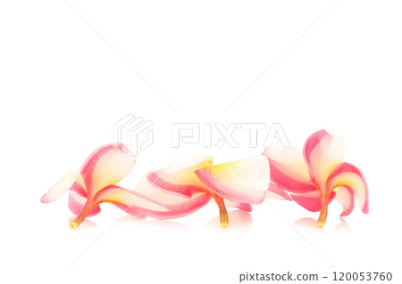 frangipani. plumeria. temple tree. graveyard tree. flower. isolated on white background 120053760