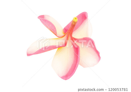 frangipani. plumeria. temple tree. graveyard tree. flower. isolated on white background frangipani. plumeria. temple tree. graveyard tree. flower. isolated on white background 120053781