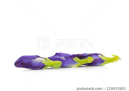 blue pea butterfly pea isolated on white background blue pea butterfly pea isolated on white background 120053801