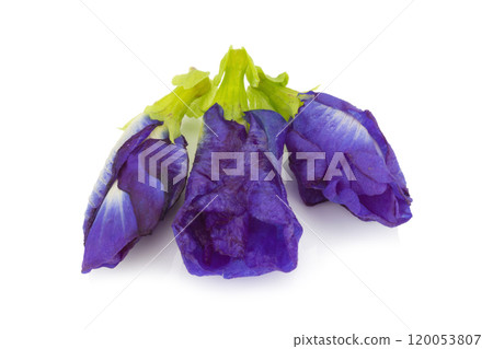 blue pea butterfly pea isolated on white background blue pea butterfly pea isolated on white background 120053807