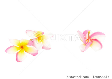 frangipani. plumeria. temple tree. graveyard tree. flower. isolated on white background frangipani. plumeria. temple tree. graveyard tree. flower. isolated on white background 120053813