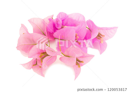 Bougainvillea isolated on white background 120053817