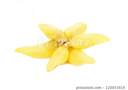 flower climbing ylang-ylang, manorangini, hara-champa kantali champa isolated on white background 120053819