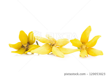flower climbing ylang-ylang, manorangini, hara-champa kantali champa isolated on white background flower climbing ylang-ylang, manorangini, hara-champa kantali champa isolated on white background 120053823