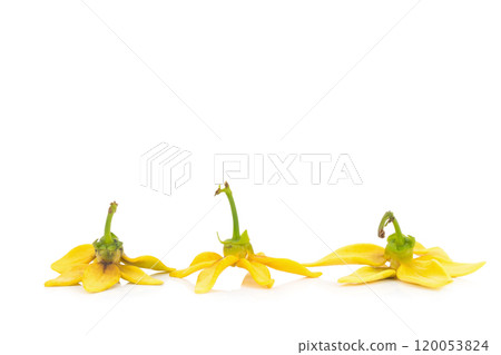 flower climbing ylang-ylang, manorangini, hara-champa kantali champa isolated on white background 120053824