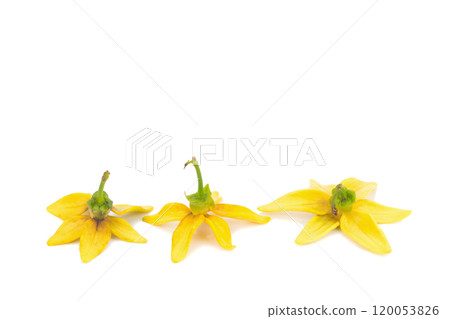 flower climbing ylang-ylang, manorangini, hara-champa kantali champa isolated on white background flower climbing ylang-ylang, manorangini, hara-champa kantali champa isolated on white background 120053826