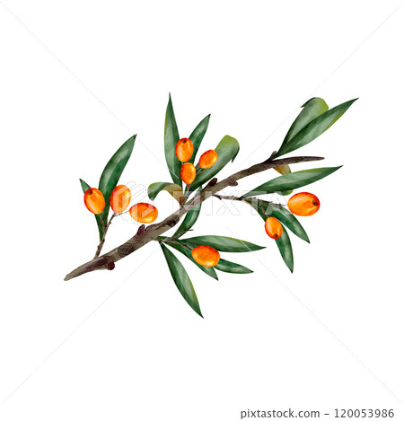 sea buckthorn watercolor, Juicy painted berries and twigs in a realistic style by hand. Elements isolated on white background. 120053986