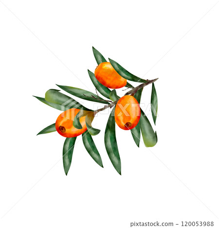 sea buckthorn watercolor, Juicy painted berries and twigs in a realistic style by hand. Elements isolated on white background. sea buckthorn watercolor, Juicy painted berries and twigs in a realistic style by hand. Elements isolated on white background. 120053988