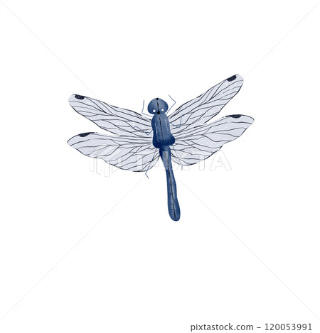 Blue dragonfly hand drawn in watercolor in realistic style. Isolated on a white background. Suitable for printing on fabrics. invitations. postcards and for design Blue dragonfly hand drawn in watercolor in realistic style. Isolated on a white background. Suitable for printing on fabrics. invitations. postcards and for design 120053991