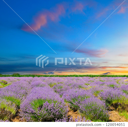 Beautiful image of lavender field. Summer sunset landscape Beautiful image of lavender field. Summer sunset landscape 120054051