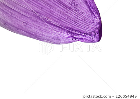 A drop of serum on a purple flower petal. A drop of serum on a purple flower petal. 120054949