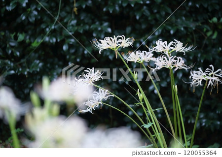 White spider lily (Higanbana, spider lily) White spider lily (Higanbana, spider lily) 120055364