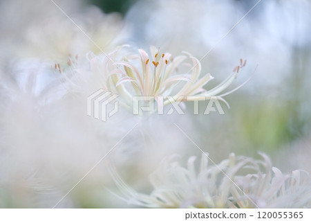 White spider lily (Higanbana, spider lily) White spider lily (Higanbana, spider lily) 120055365