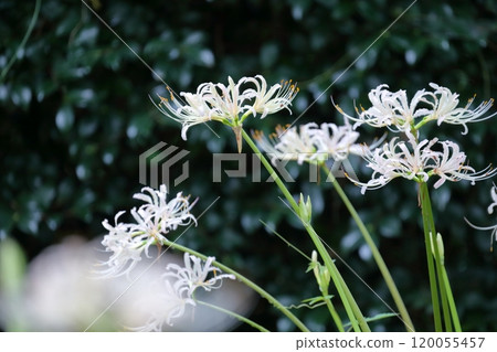 White spider lily (Higanbana, spider lily) 120055457