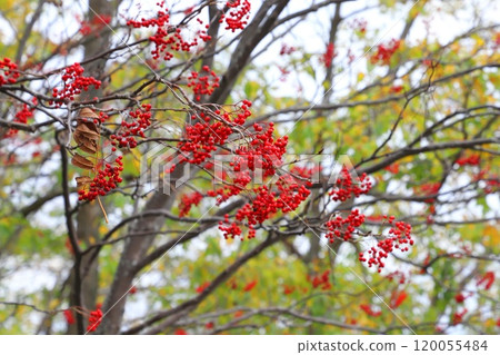 Rowan tree with many red berries 120055484