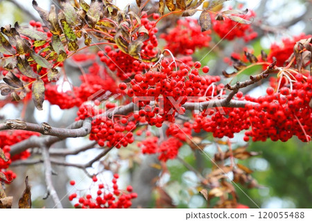 羅文有很多紅色漿果 120055488