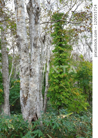 Birch Tree Birch Tree 120055714