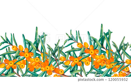 Seamless Border with sea buckthorn berries. Watercolor illustrations of ripe orange berries with leaves isolated. Clip Art Buckthorn berries for packaging cosmetics, foods, medicine and tea Seamless Border with sea buckthorn berries. Watercolor illustrations of ripe orange berries with leaves isolated. Clip Art Buckthorn berries for packaging cosmetics, foods, medicine and tea 120055932