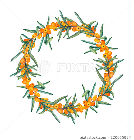 Wreath of sea buckthorn branches. Watercolor illustrations of a round frame of ripe orange berries. Clip art for product labels, packaging cosmetics, foods, medicine and tea Wreath of sea buckthorn branches. Watercolor illustrations of a round frame of ripe orange berries. Clip art for product labels, packaging cosmetics, foods, medicine and tea 120055934