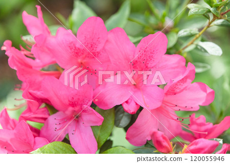 Image of pink flowers blooming in spring (stock photo) 120055946