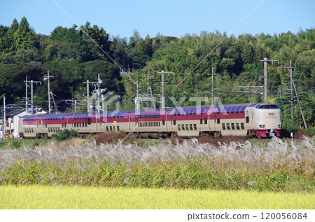 The Sunrise Izumo train speeds along the straight section of the Sanin Main Line, and a long line of pampas grass sways in the sunlight in the fields along the tracks. 120056084