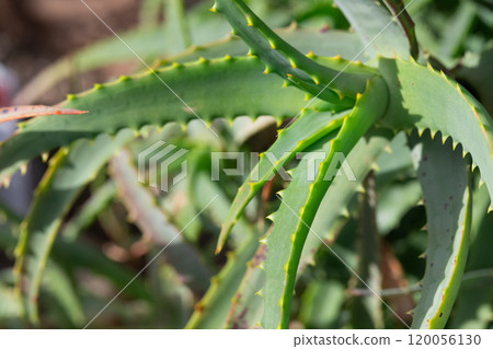 Aloe image (stock photo) 120056130