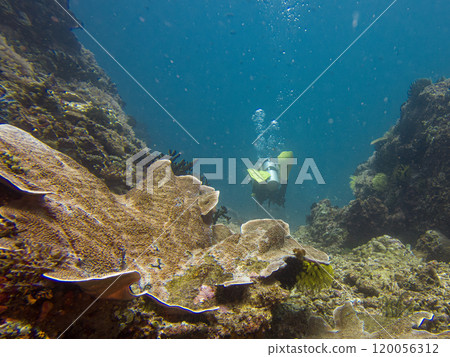 A scuba diver is blowing air bubbles and swimming past beautiful corals underwater A scuba diver is blowing air bubbles and swimming past beautiful corals underwater 120056312