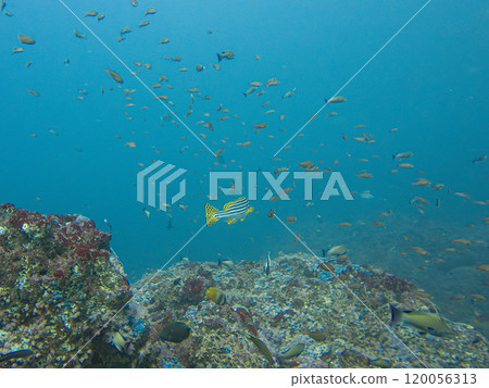 Oriental sweetlips, or oriental blubber lips, is a species of marine ray-finned fish Oriental sweetlips, or oriental blubber lips, is a species of marine ray-finned fish 120056313