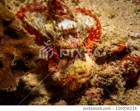 Papuan Scorpionfish, Scorpaenopsis papuensis, found at a coral reef in Puerto Galera, Philippines. Papuan Scorpionfish, Scorpaenopsis papuensis, found at a coral reef in Puerto Galera, Philippines. 120056318