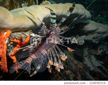 Red Lionfish or Pterois volitans a beautiful colored venomous coral reef fish from Indo-Pacific Red Lionfish or Pterois volitans a beautiful colored venomous coral reef fish from Indo-Pacific 120056319