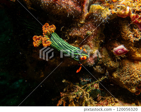 Colorful dorid nudibranch Kubaryana's Nembrotha, Nembrotha kubaryan, crawling on coral, close up. Colorful dorid nudibranch Kubaryana's Nembrotha, Nembrotha kubaryan, crawling on coral, close up. 120056320