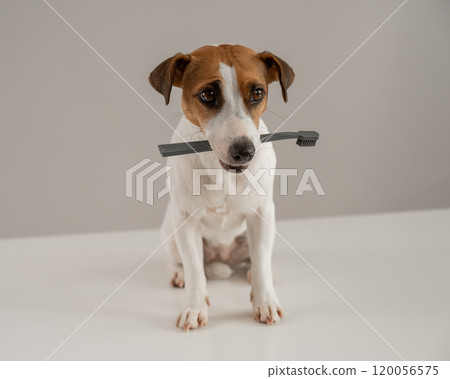 Jack Russell Terrier dog holds a toothbrush in his teeth.  120056575