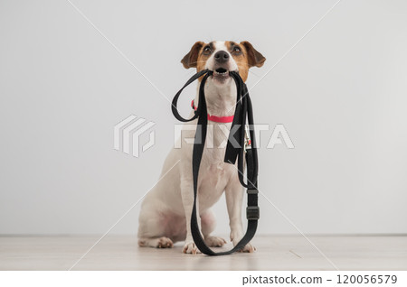 Jack Russell Terrier dog holding a leash and calling for a walk.  120056579