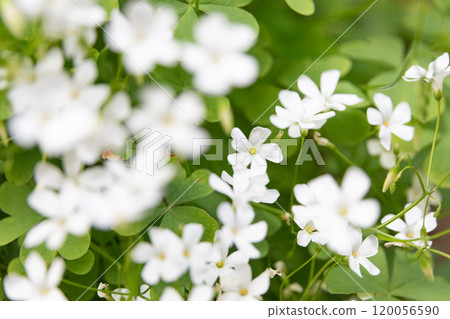 Image of Oxalis crassipes (stock photo) Image of Oxalis crassipes (stock photo) 120056590