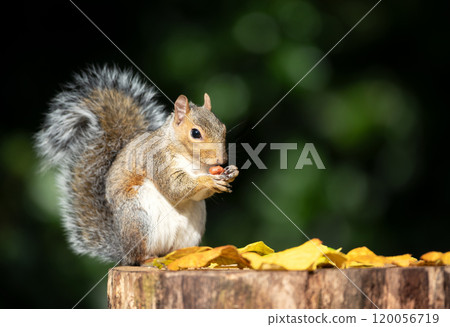 Portrait of a grey squirrel eating nuts on a tree stump in autumn Portrait of a grey squirrel eating nuts on a tree stump in autumn 120056719