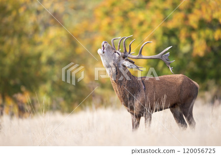 Red deer stag calling during the rut in autumn Red deer stag calling during the rut in autumn 120056725