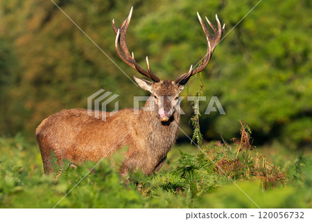 Portrait of a red deer stag standing in bracken during the rut in autumn 120056732