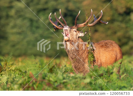 Portrait of a red deer stag calling during the rut in autumn 120056733