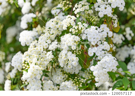 Kodemari圖像（照片素材） 120057117